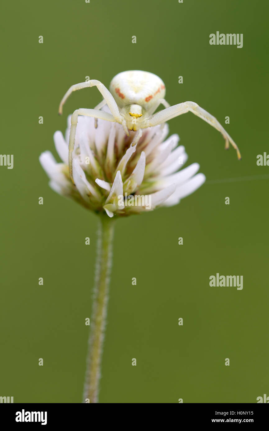 Il ragno granchio (Misumena vatia) sul trifoglio bianco, Limbach, Burgenland, Austria Foto Stock