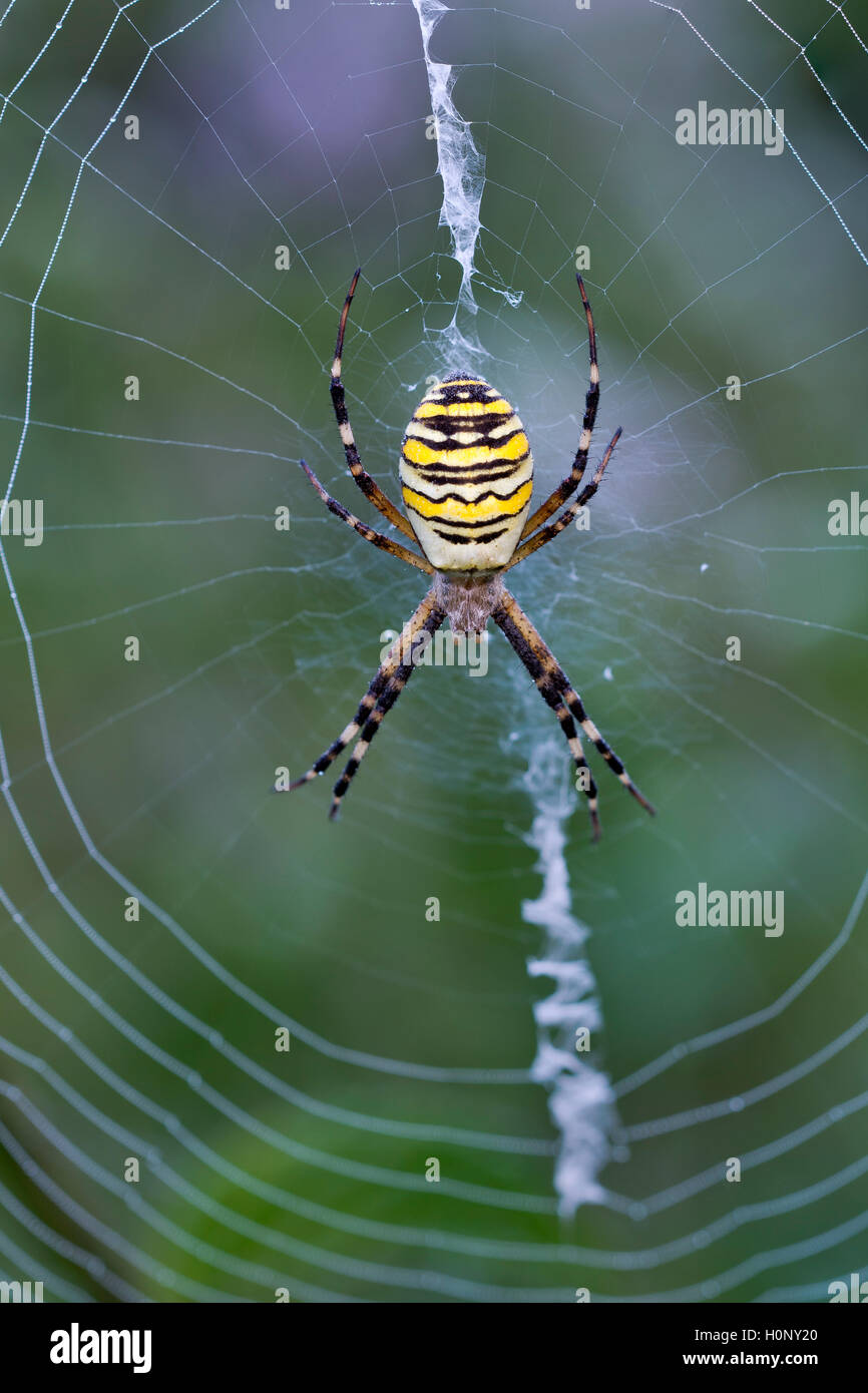 Orb-web spider (Argiope bruennichi) nel suo web, Limbach, Burgenland, Austria Foto Stock