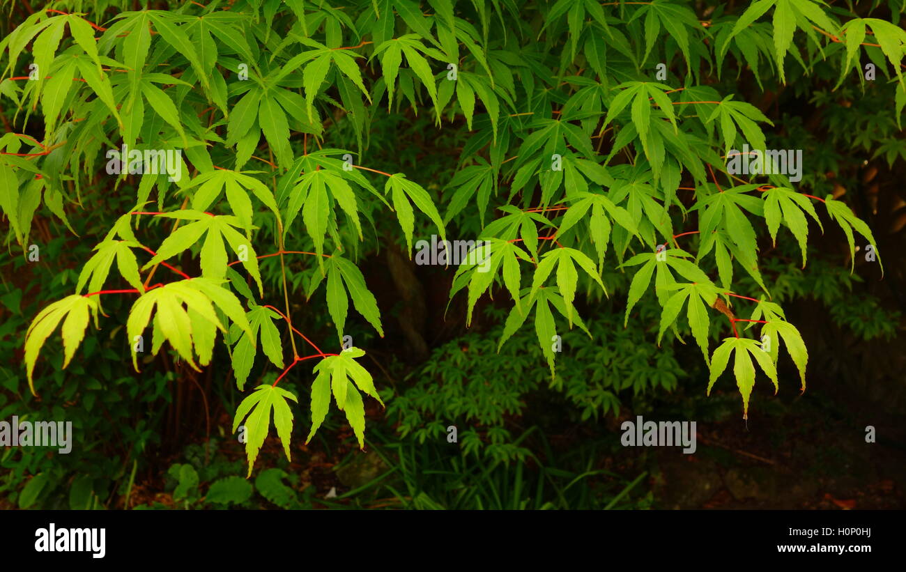 Verde Acero giapponese fogliame Foto Stock