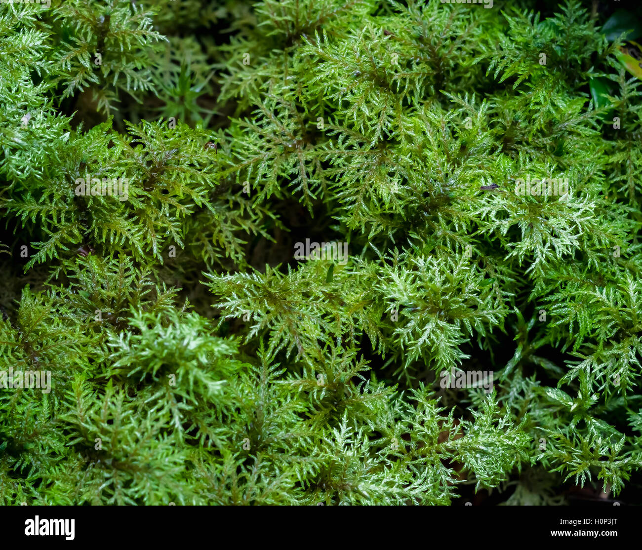 Moss Hylocomium splendens Foto Stock