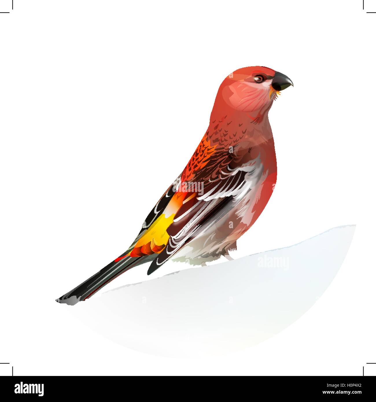 Uccello Rosso, Pine Grosbeak Illustrazione Vettoriale