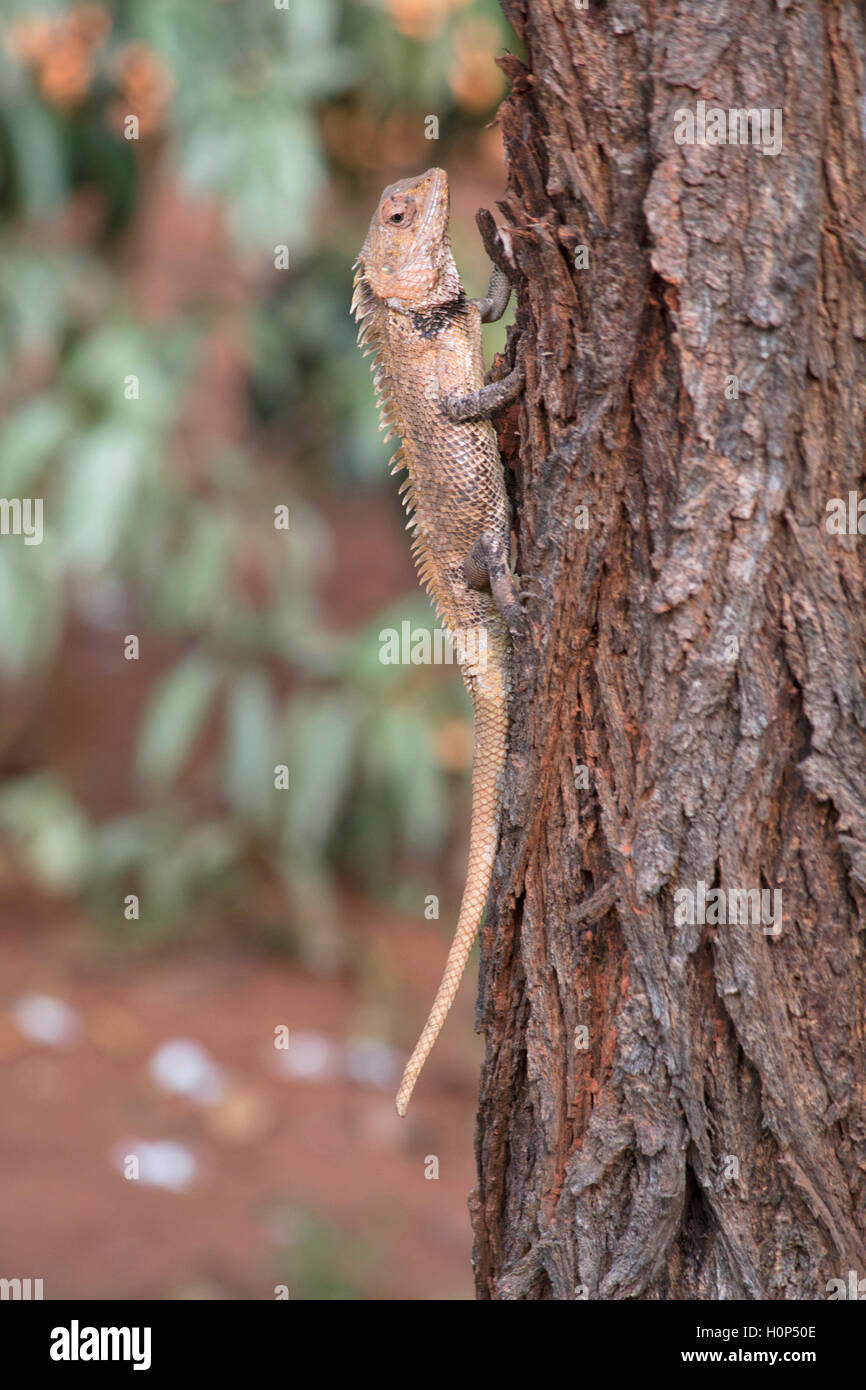 Giardino in comune una lucertola, Calotes versicolor Ponducherry. Drago lizard trovato ampiamente distribuito in Asia. Foto Stock