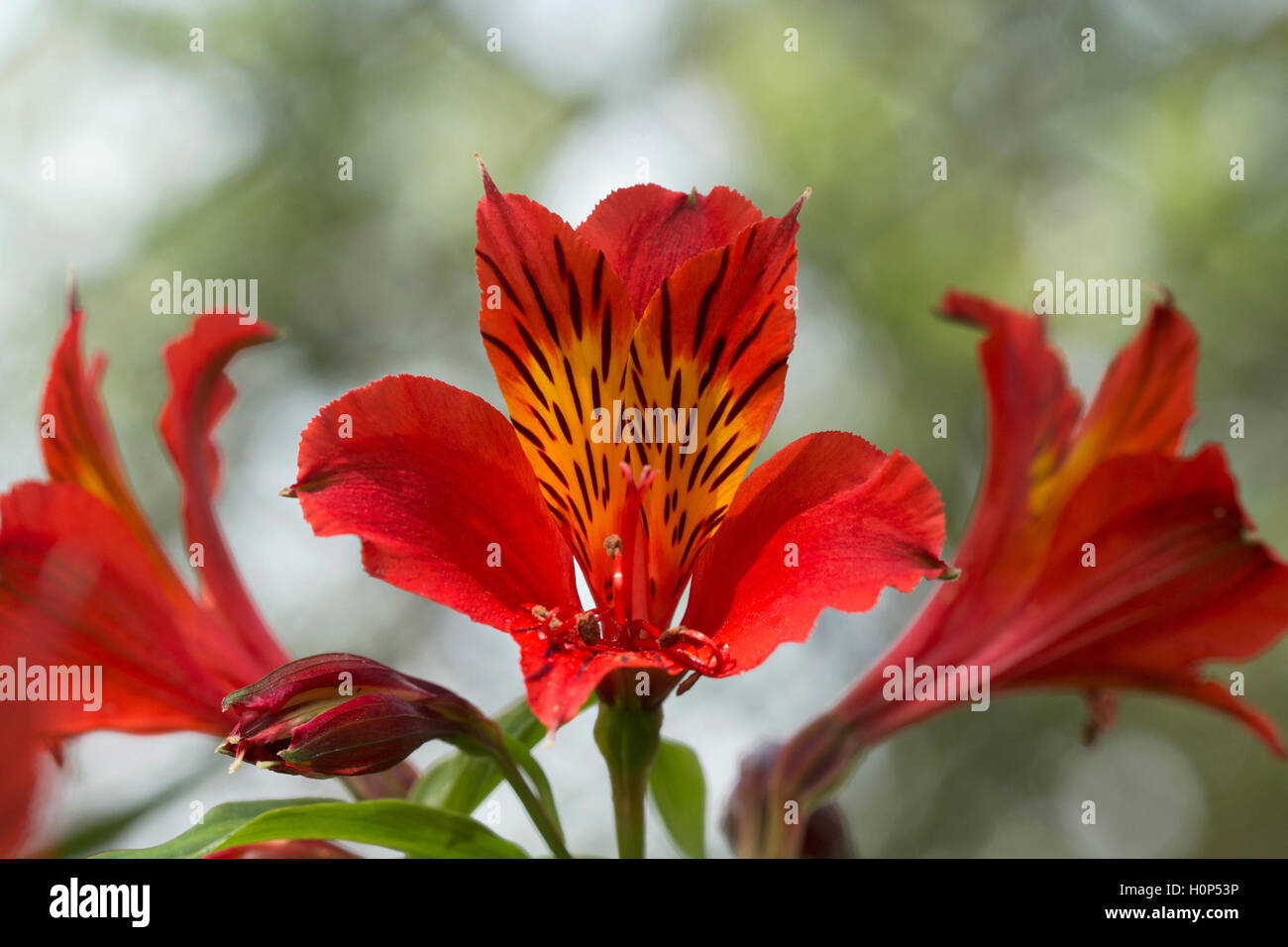 Alstroemeria aurea, giglio peruviano, Kodaikanal, Tamil Nadu. Foto Stock