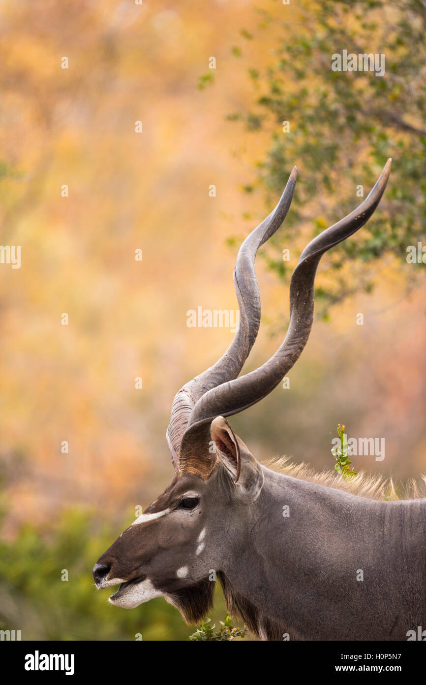 Ritratto di un maggior Kudu bull (Tragelaphus strepsiceros) Foto Stock