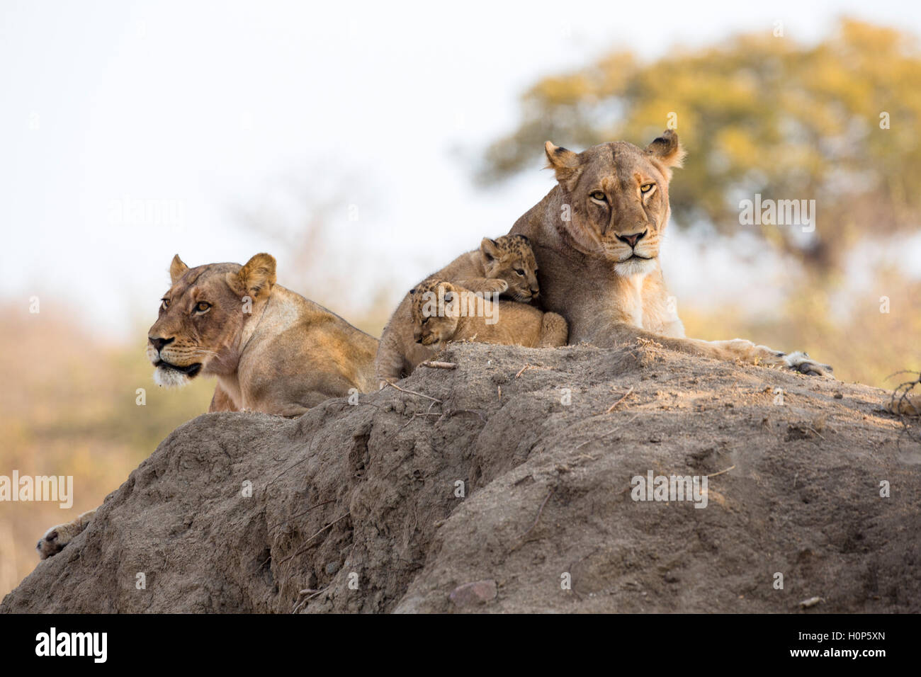 Vista panoramica di un orgoglio dei leoni giacenti su un tumulo termite con due leonesse e due cuccioli Foto Stock