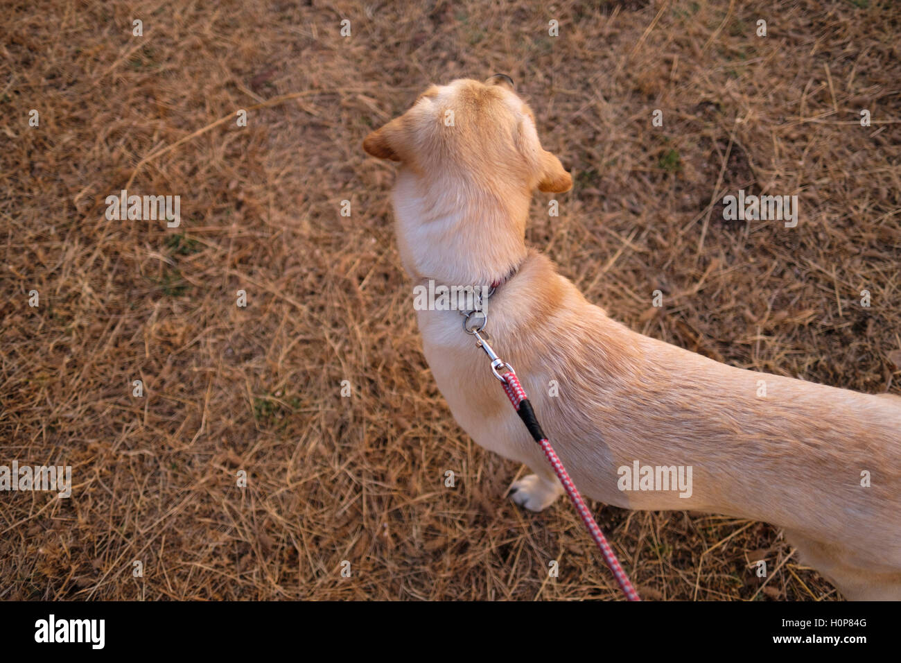 Vista aerea di un cane sul filo Foto Stock