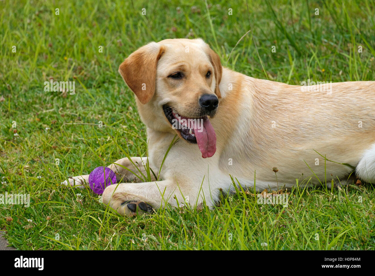 Giallo Labrador Golden Retriever mix cane sdraiato sul prato con la sua palla giocattolo Foto Stock