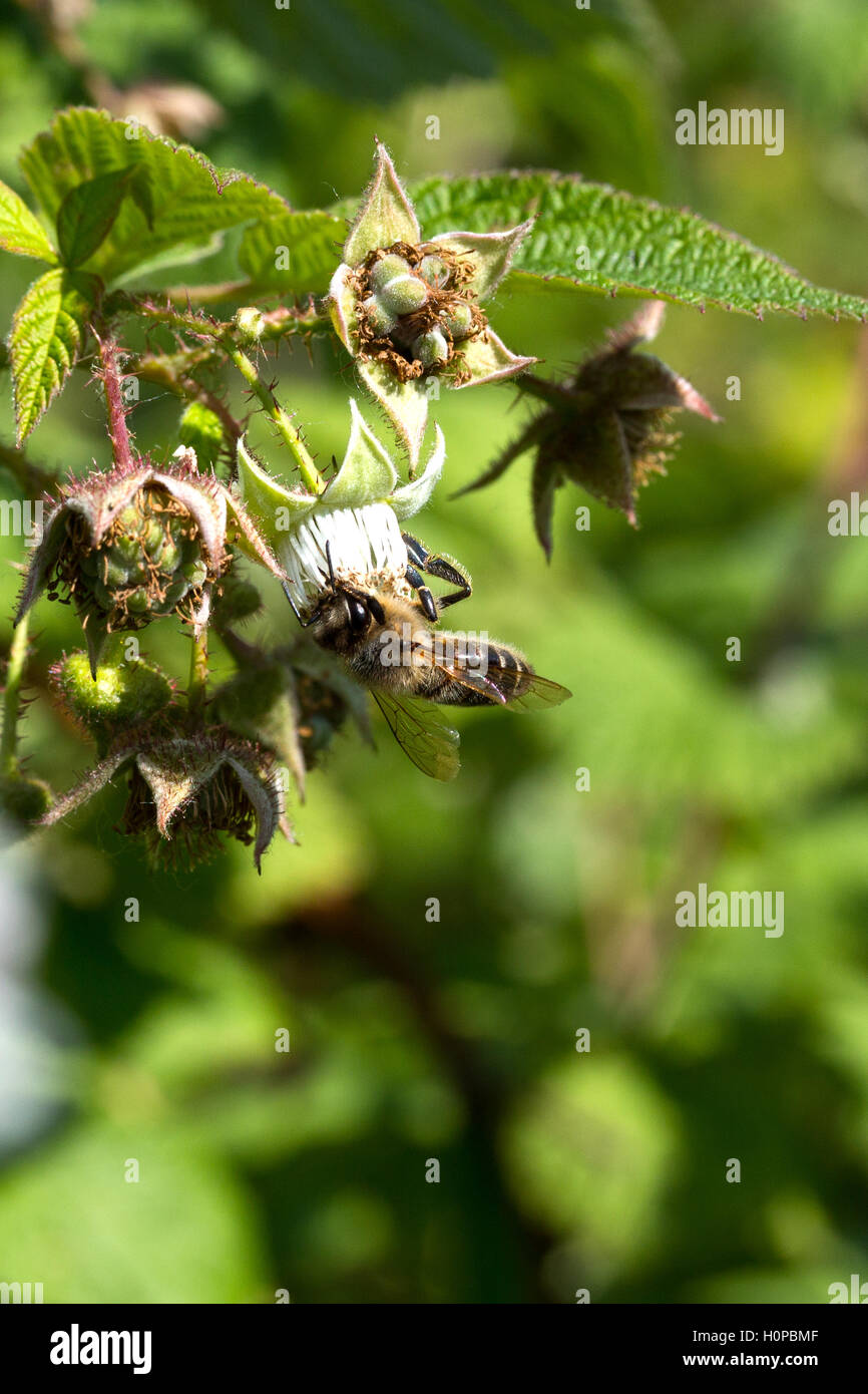 Ape su un fiore per raccogliere il polline lampone Foto Stock