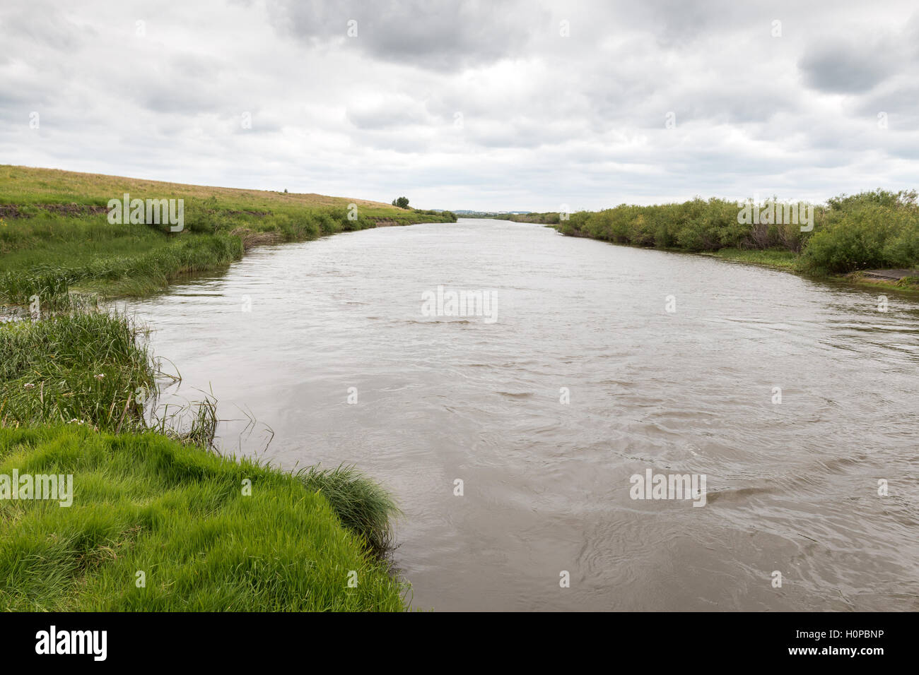 Verde erba succosa su un prato vicino a un grande fiume Foto Stock