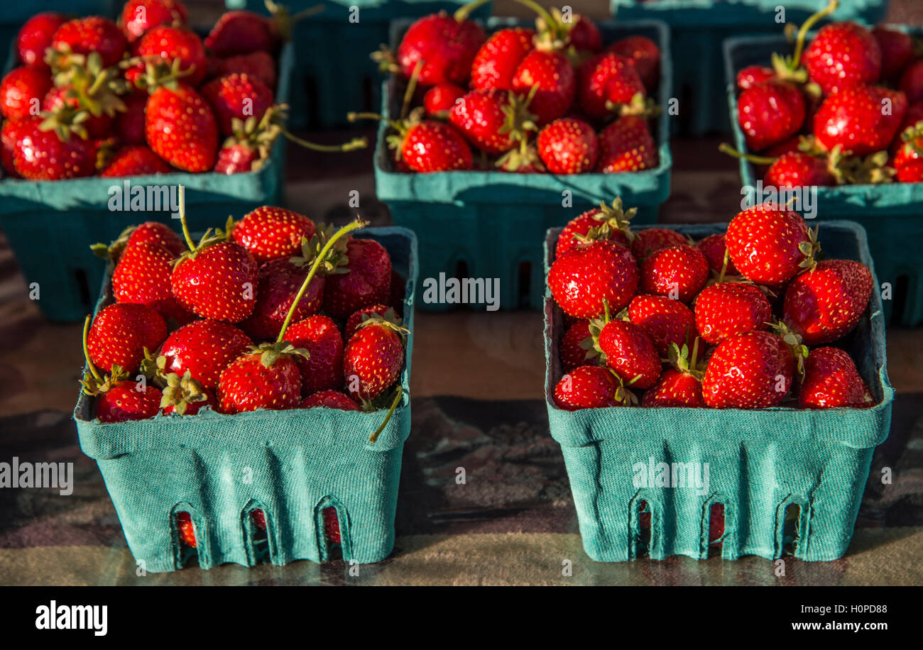 Mercato degli Agricoltori, fresche raccolte a mano di fragole, Downtown Boise, Idaho, Stati Uniti d'America Foto Stock