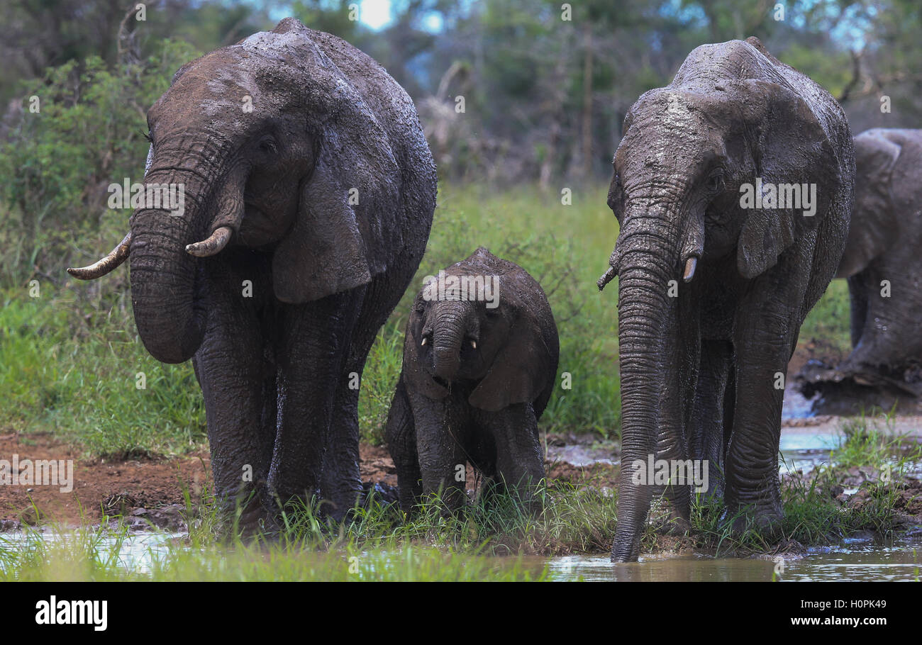 Gli elefanti avente un bagno a waterhole nel Parco Nazionale Kruger Sud Africa Foto Stock