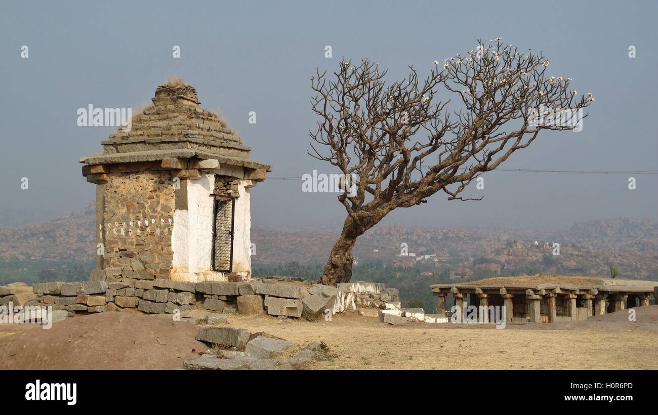 Albero frangipani e rovine. In scena a Hampi, Karnataka. La città antica e popolare meta di viaggio in India. Foto Stock