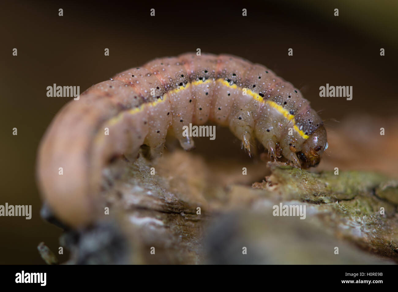 Lucido-la linea marrone-eye tarma (Lacanobia oleracea) caterpillar. Larva matura di tarma nella famiglia Noctuidae, pronto a pupate Foto Stock