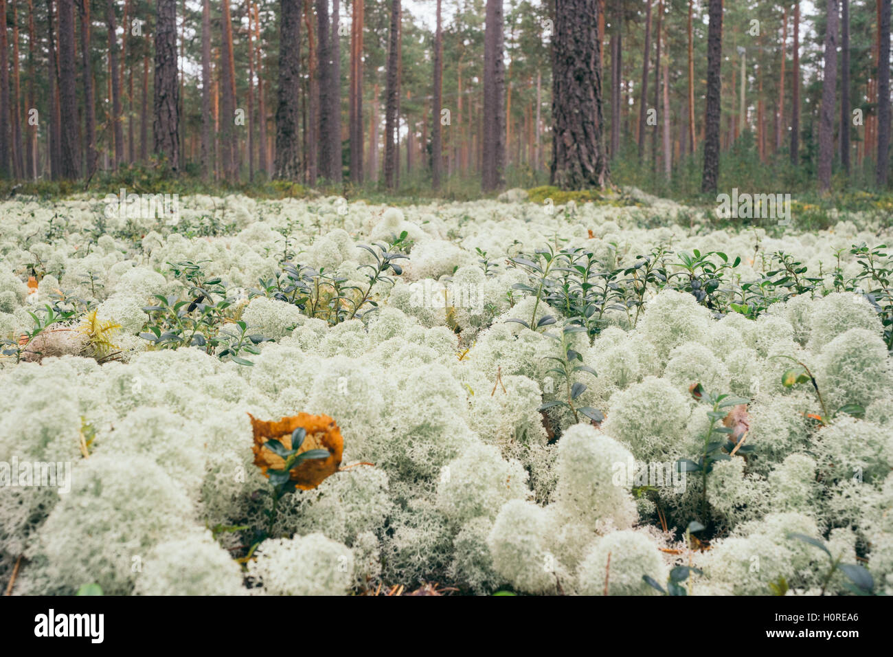 La foresta di conifere sfondo. Cladonia rangiferina o licheni delle renne. Messa a fuoco selettiva Foto Stock