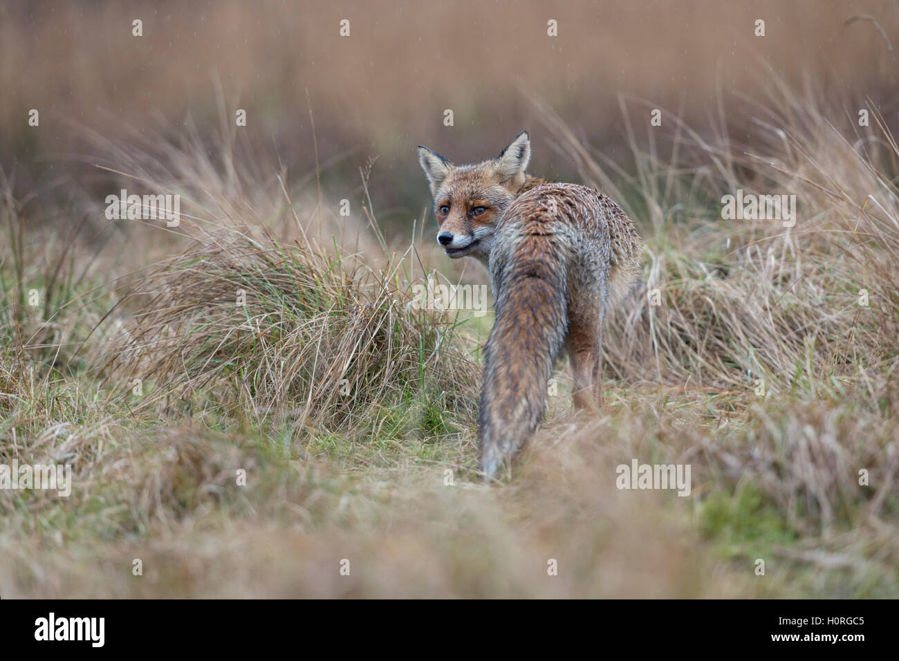 Red Fox / Rotfuchs ( Vulpes vulpes ) in un giorno di pioggia, in ambiente naturale circostante, guardando indietro sopra la sua spalla, colori tenui. Foto Stock