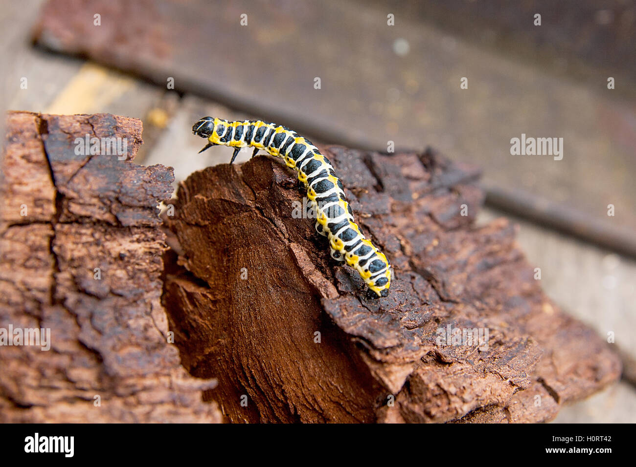 Bella caterpillar si insinua sul pezzo di vecchio legno marrone. Caterpillar del Vecchio Mondo a coda di rondine (Papilio machaon), Foto Stock