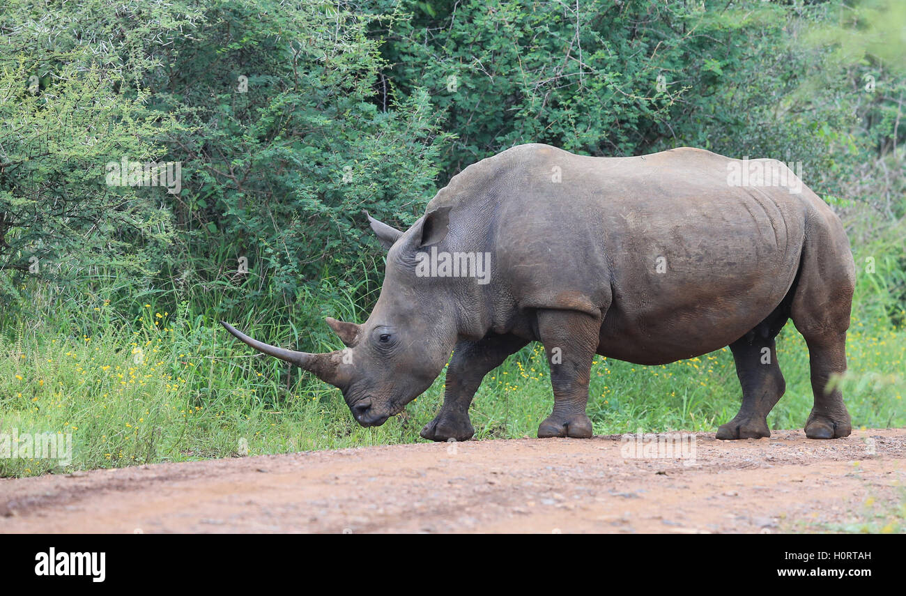 White Rhino presso la riserva di Pilanesberg Sud Africa Foto Stock