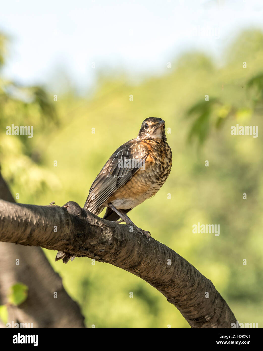 American robin (Turdus migratorius è un migratori in songbird il tordo famiglia Foto Stock