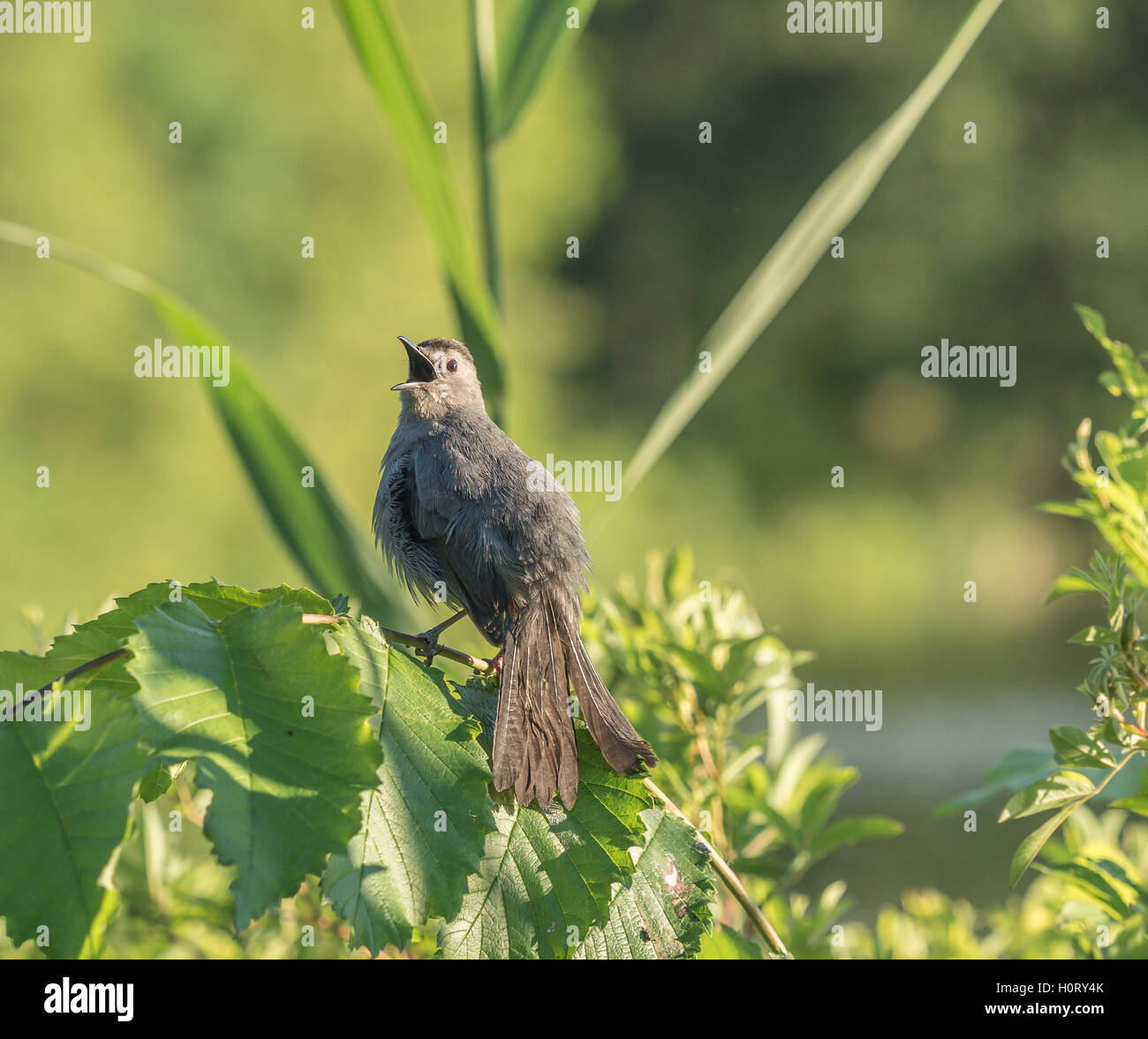 Grigio, catbird Dumetella carolinensis, anche ortografato catbird grigio, è di medie dimensioni con North American bird Foto Stock