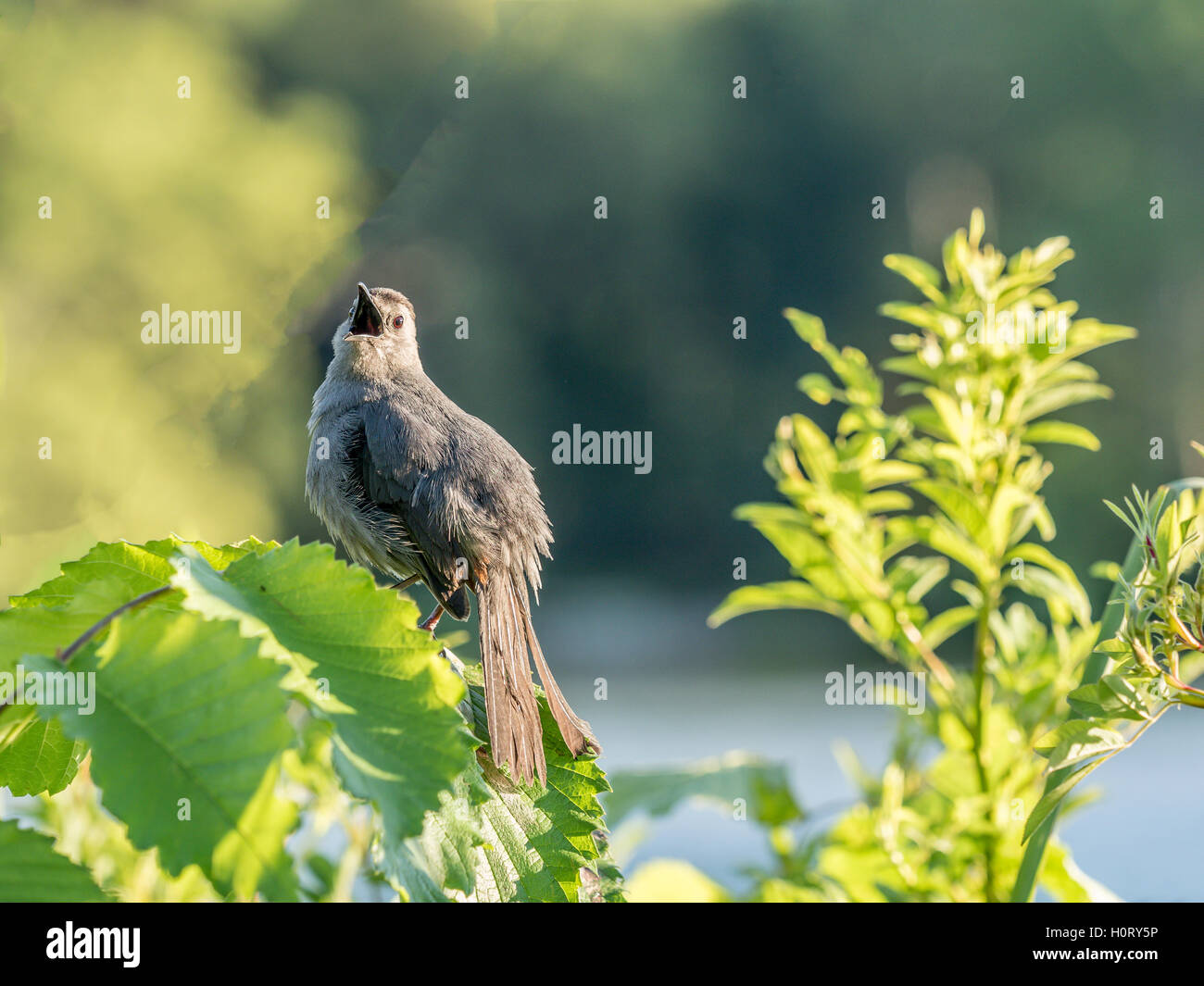 Grigio, catbird Dumetella carolinensis, anche ortografato catbird grigio, è di medie dimensioni con North American bird Foto Stock