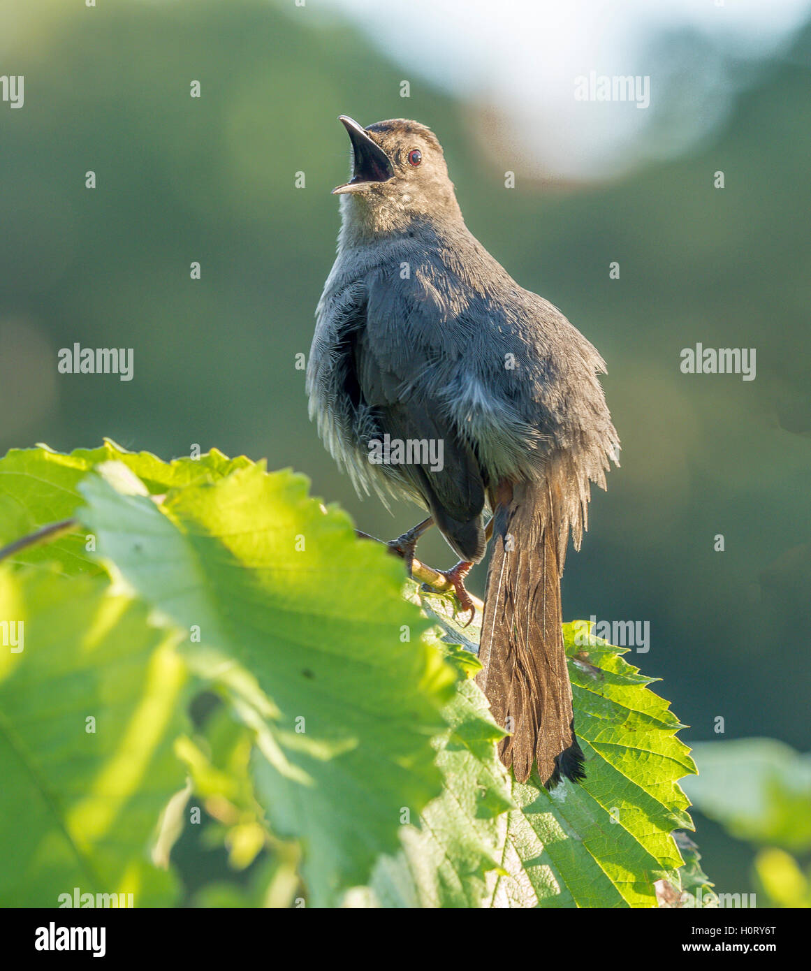 Grigio, catbird Dumetella carolinensis, anche ortografato catbird grigio, è di medie dimensioni con North American bird Foto Stock