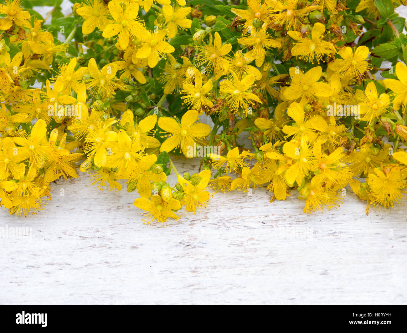 Tutsan fiori di colore giallo su sfondo bianco Foto Stock