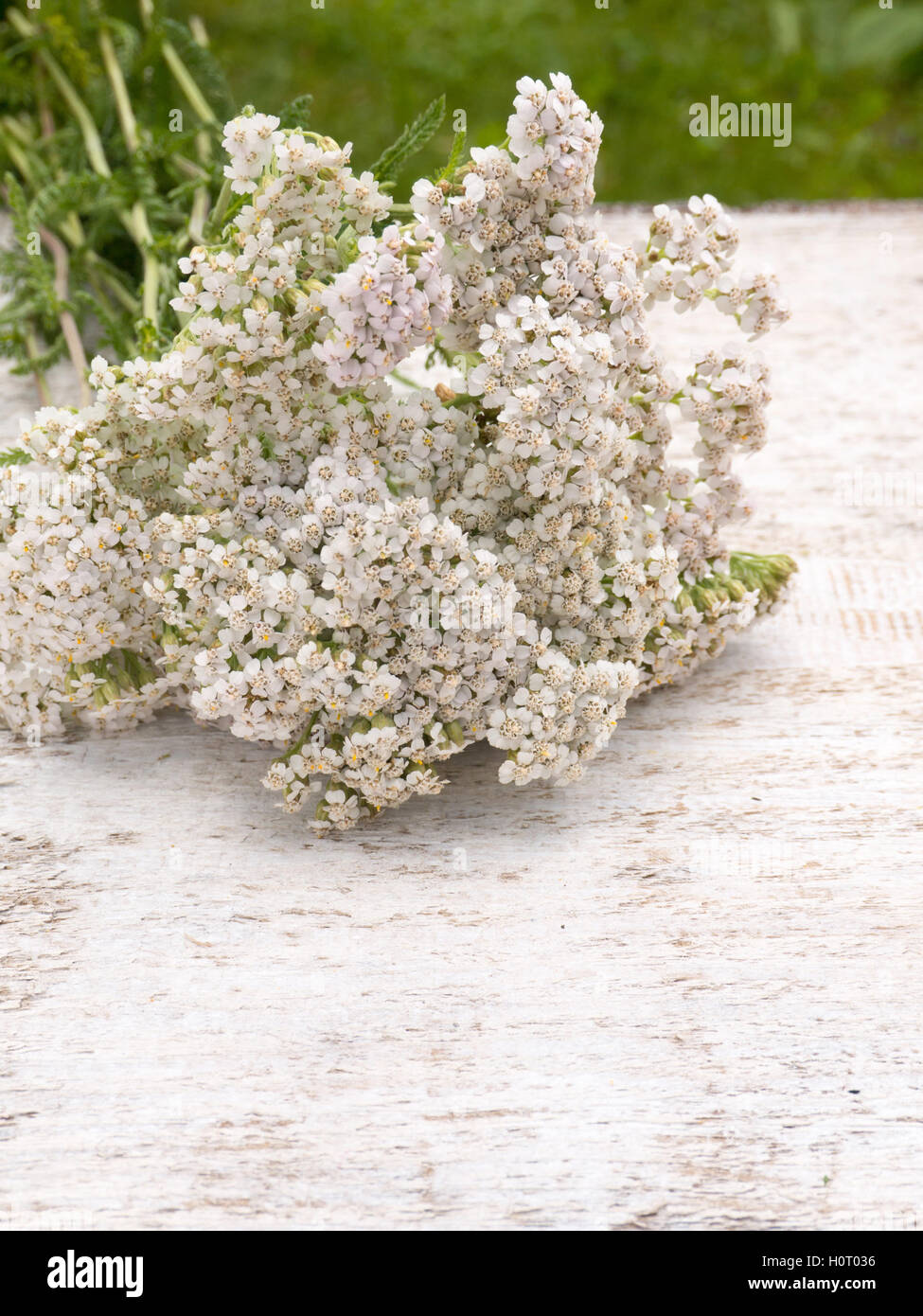Achillea bouquet sul bianco ruvido sfondo dipinto Foto Stock