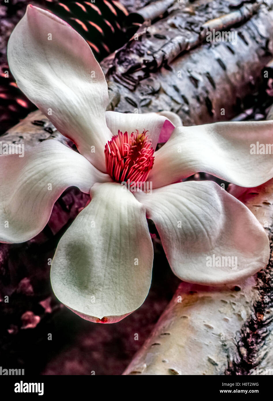 Magnolia soulangeana ,piattino magnolia è una pianta ibrida in genere Magnolia e famiglia della Magnoliacee Foto Stock