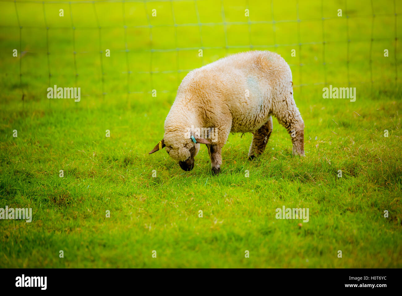 Pecore in un campo Foto Stock