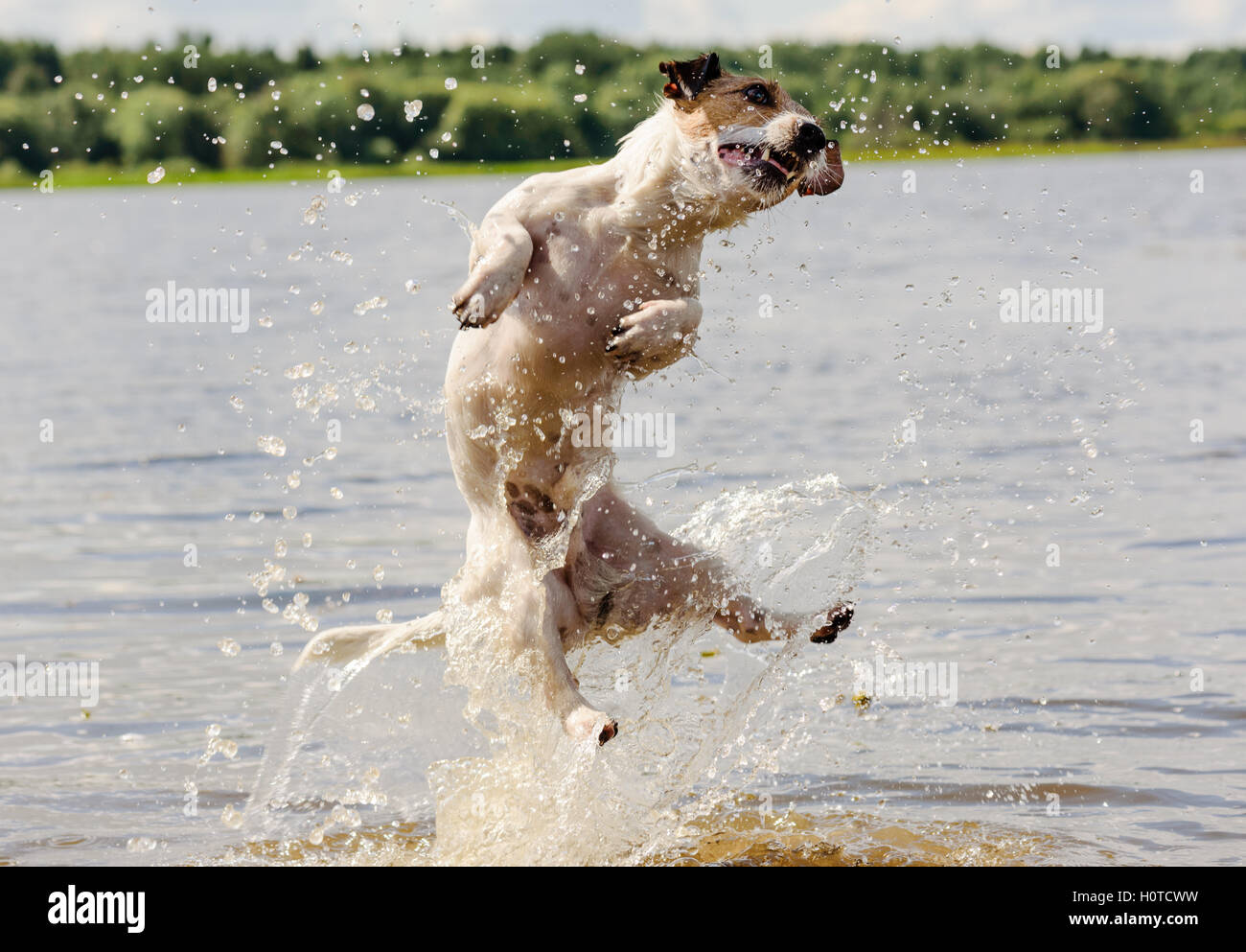 Divertimento estivo in acqua con un cane Foto Stock