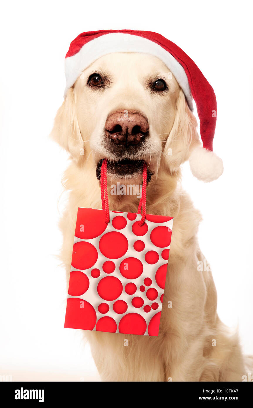 Il golden retriever cane con Santa hat portando una borsa regalo nella sua  bocca Foto stock - Alamy