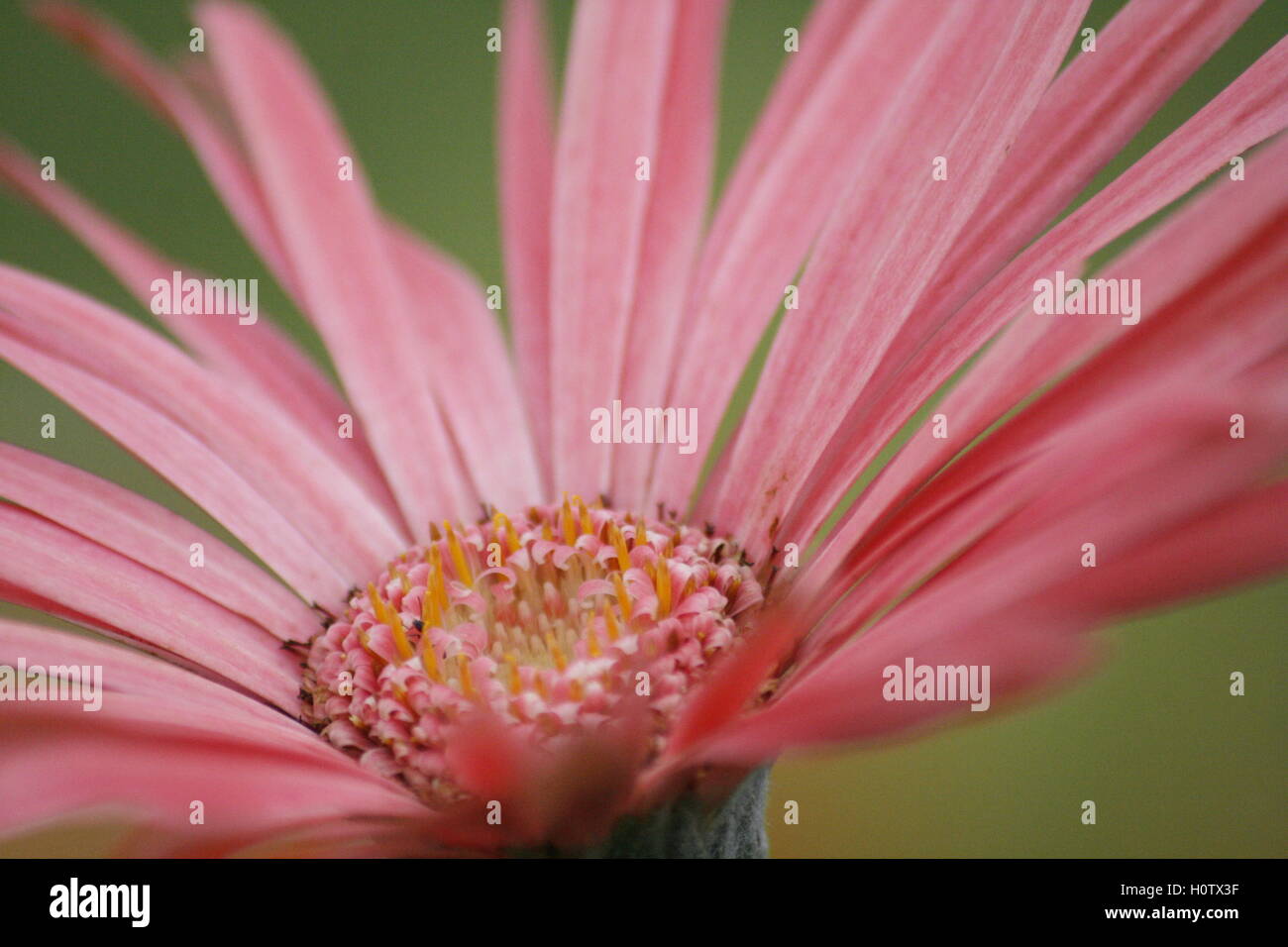 Pink gerbera bloom wide open di Sun Foto Stock