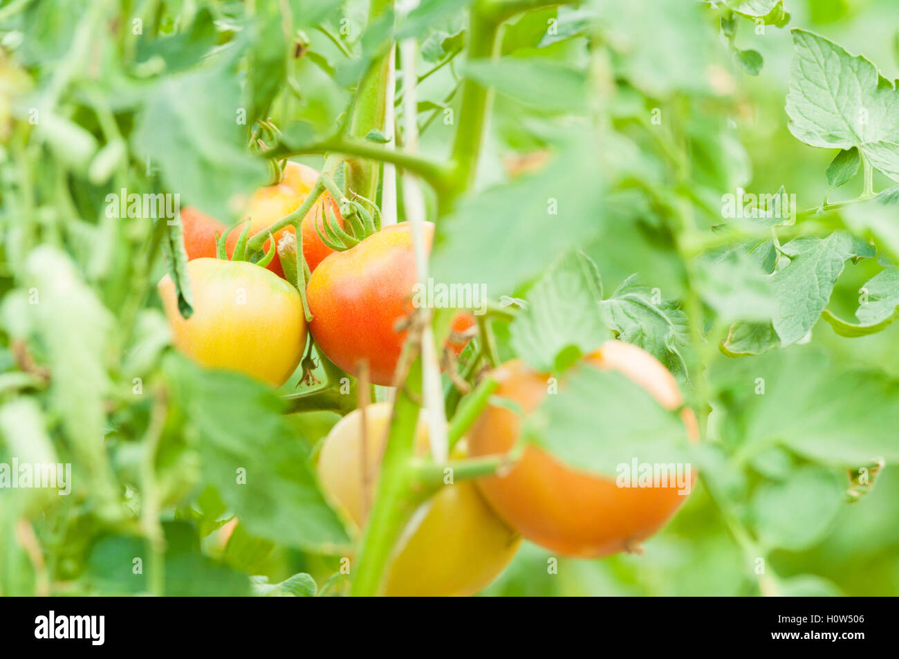 Close-up di steli di pomodoro su eco agricoltura concetto all'aperto con copia spazio di testo Foto Stock
