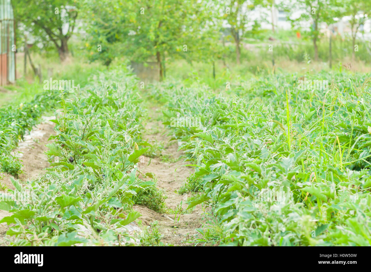 Verdi campi di melanzane come eco agricoltura concetto con copia spazio di testo Foto Stock