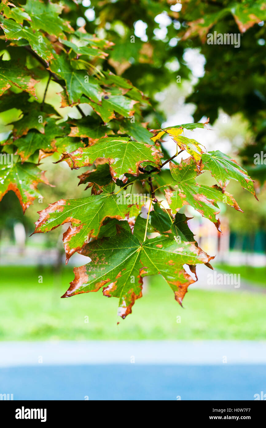 Wet foglie di acero in city park nella piovosa giornata d'autunno Foto Stock