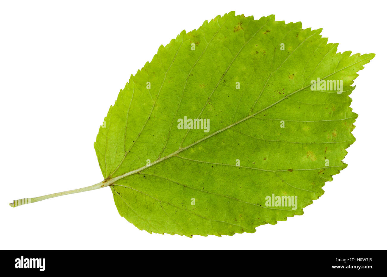 Lato posteriore della foglia verde di ceneri-lasciava in Acero (Acer negundo, Box elder, boxelder acero, ash-lasciava in acero maple ash) isolato Foto Stock