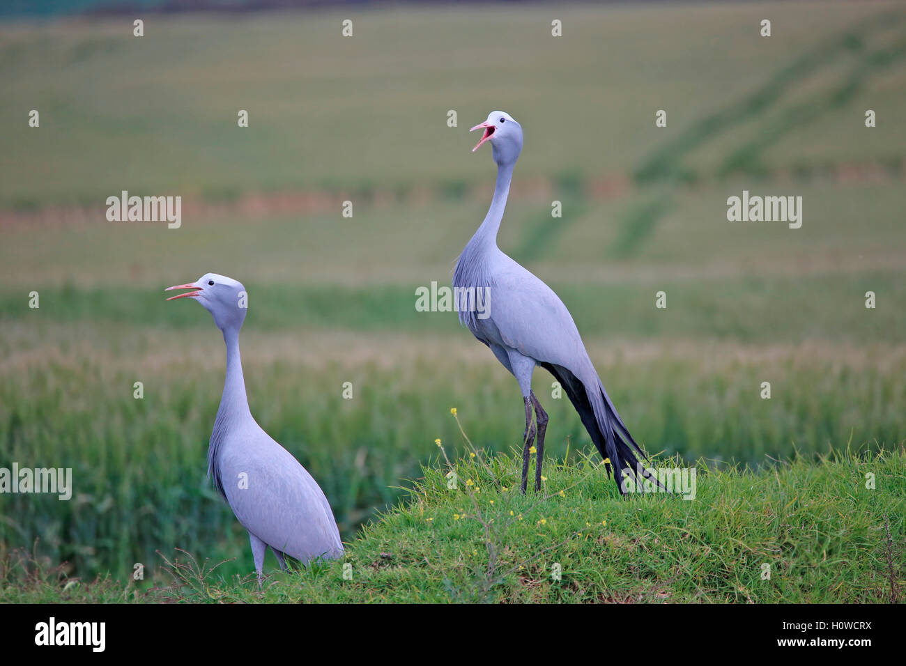 Una coppia di gru blu (Grus paradisaea) chiamando a campi di grano in Overberg, Sud Africa Foto Stock