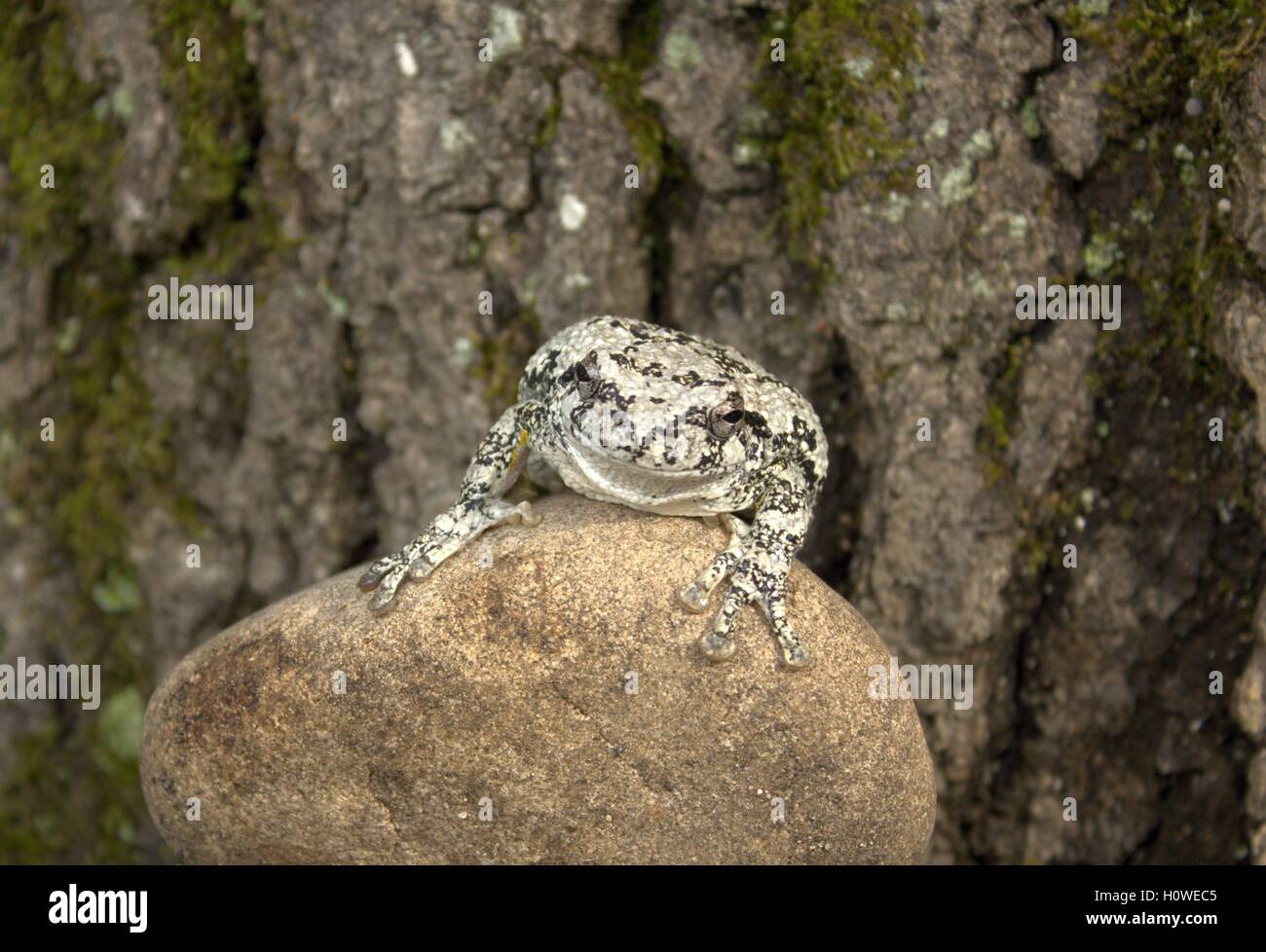 Sorridente Copes grigio Raganella su una roccia Foto Stock