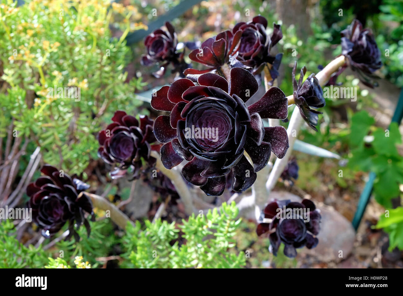 Aeonium arboreum rosa nera immagini e fotografie stock ad alta risoluzione  - Alamy