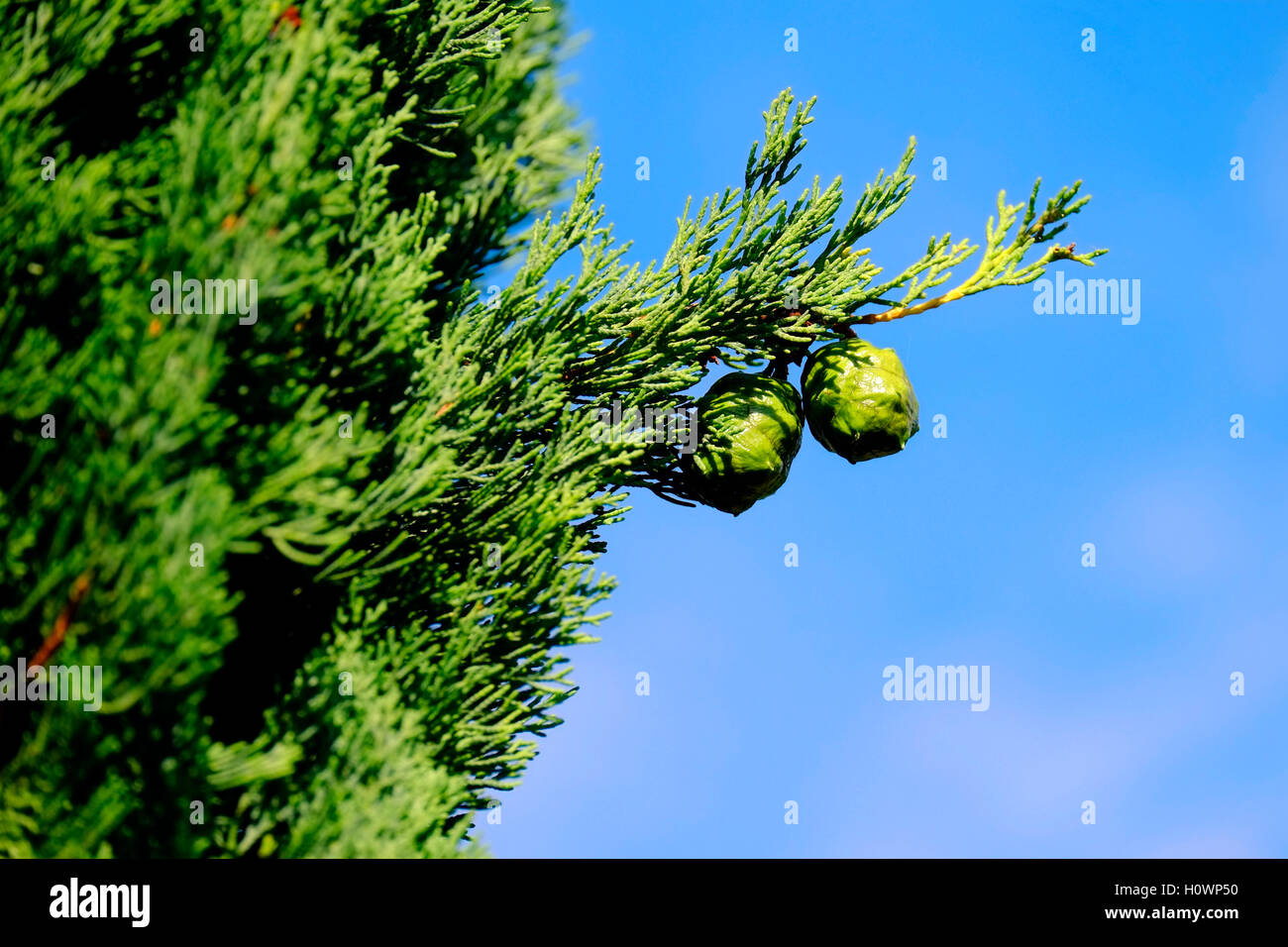 Agave attenuata Foto Stock