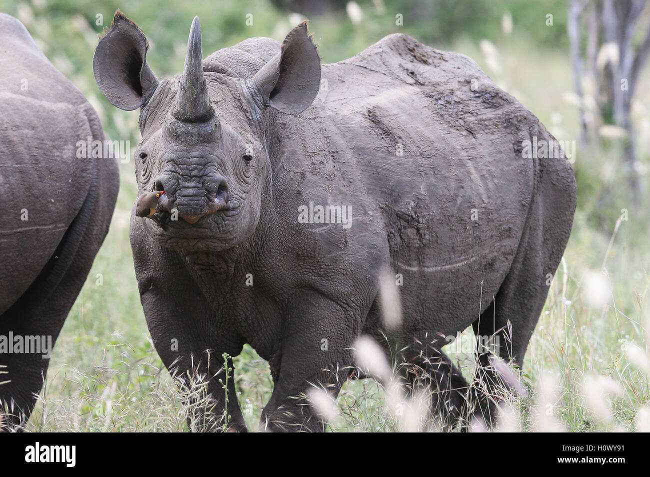 Femmina nera Rhino pascolare nel Parco Nazionale di Kruger Foto Stock