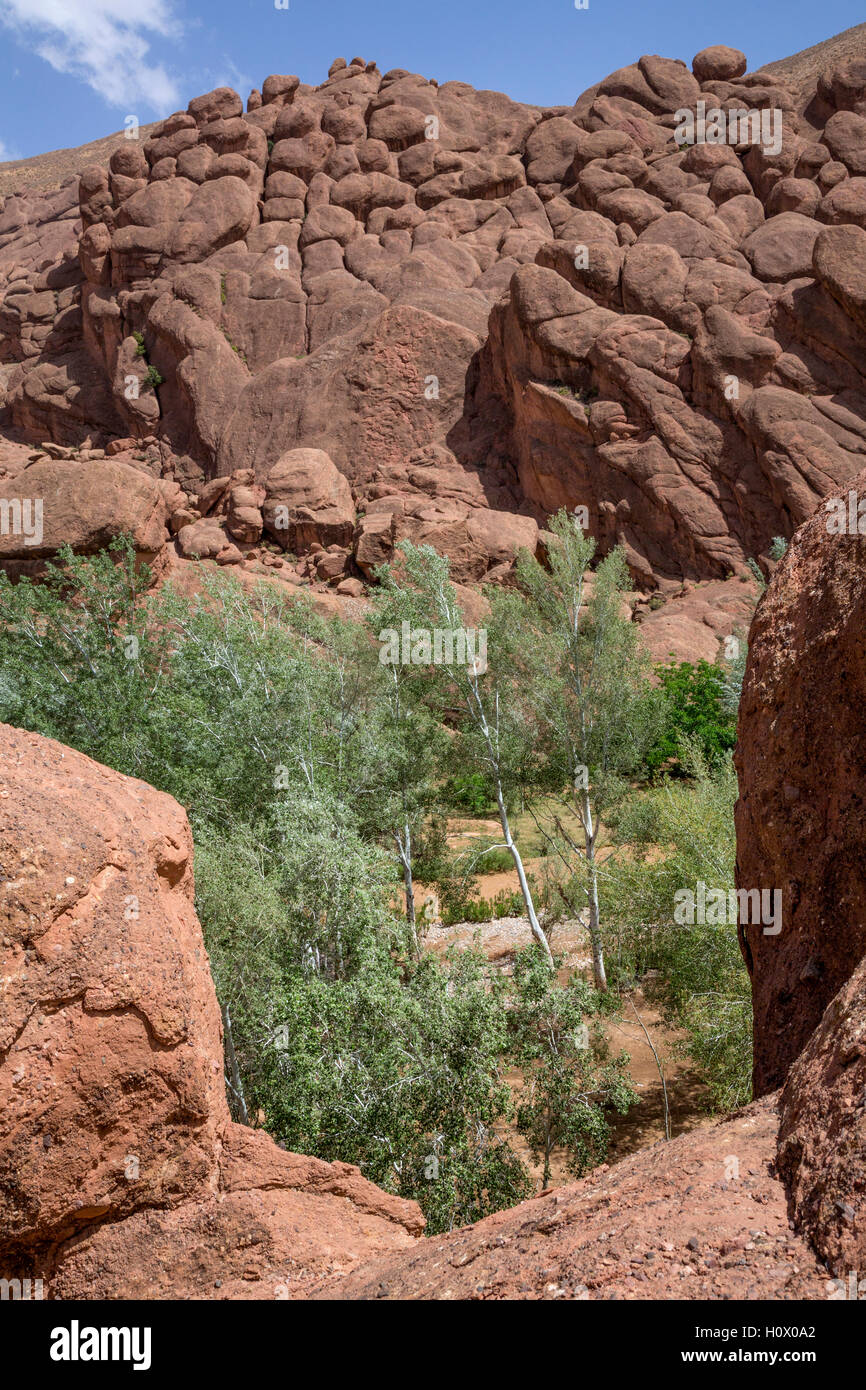 Dades Gorge, Marocco. Zampe di scimmia formazione rocciosa. Foto Stock