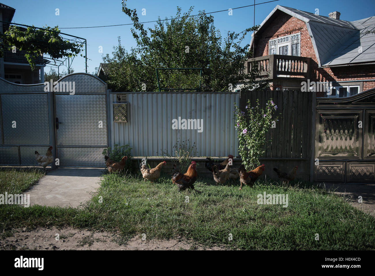 Le galline al di fuori di una casa presso la città di a Horodenka in Ucraina occidentale Foto Stock