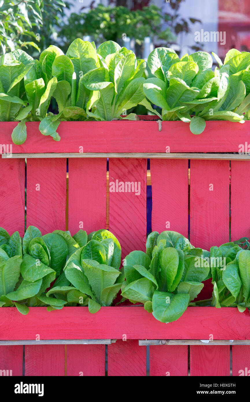 Le lattughe coltivate in un rosso / rosa contenitore di legno su un giardino mostra a Harrogate autunno flower show. Harrogate, Inghilterra Foto Stock