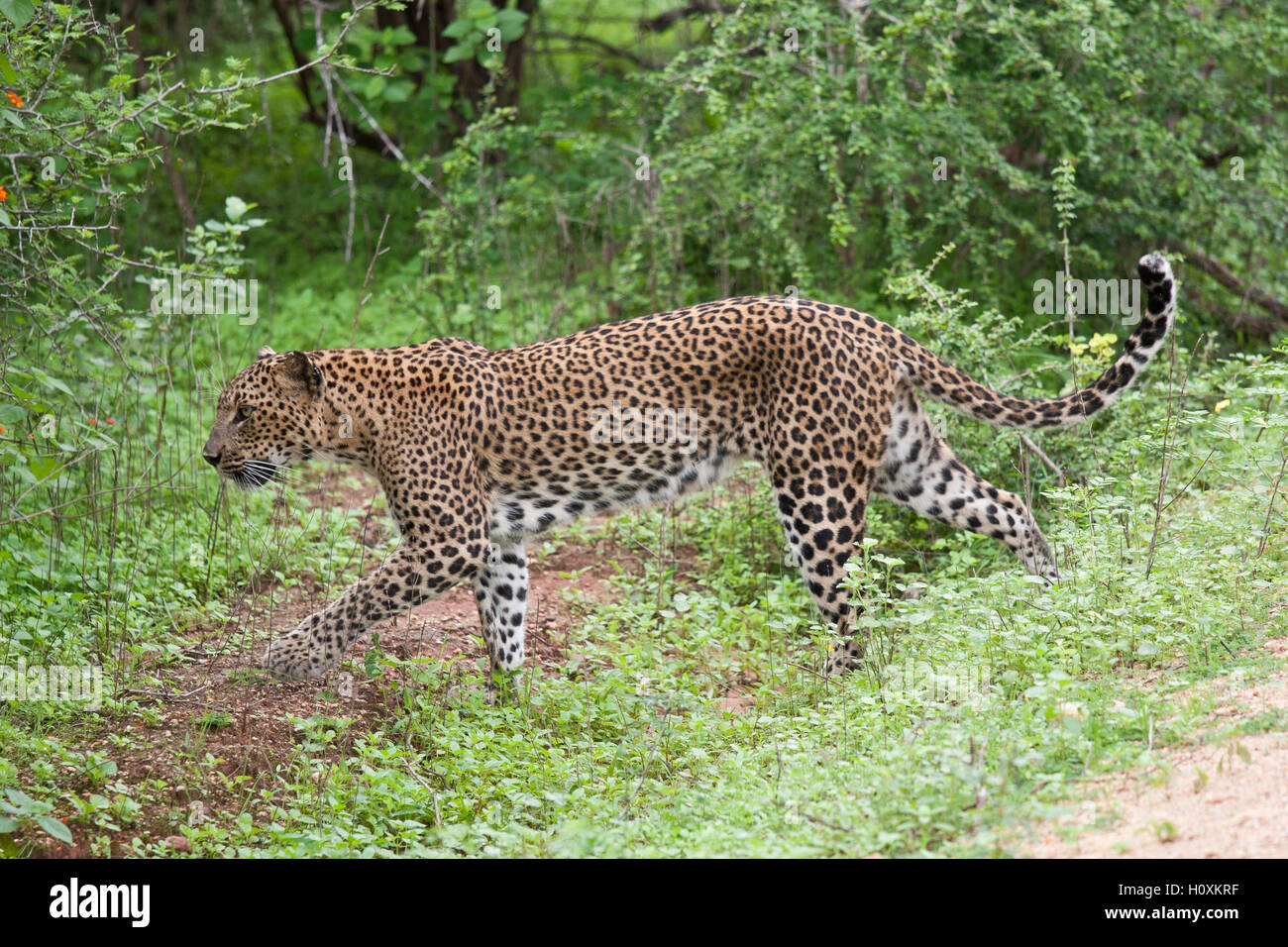 Leopard, Panthera pardus kotiya, in Yala National Wildlife Park, Sri Lanka Foto Stock