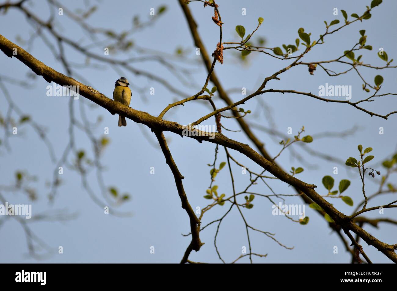 pittura chiara Foto Stock