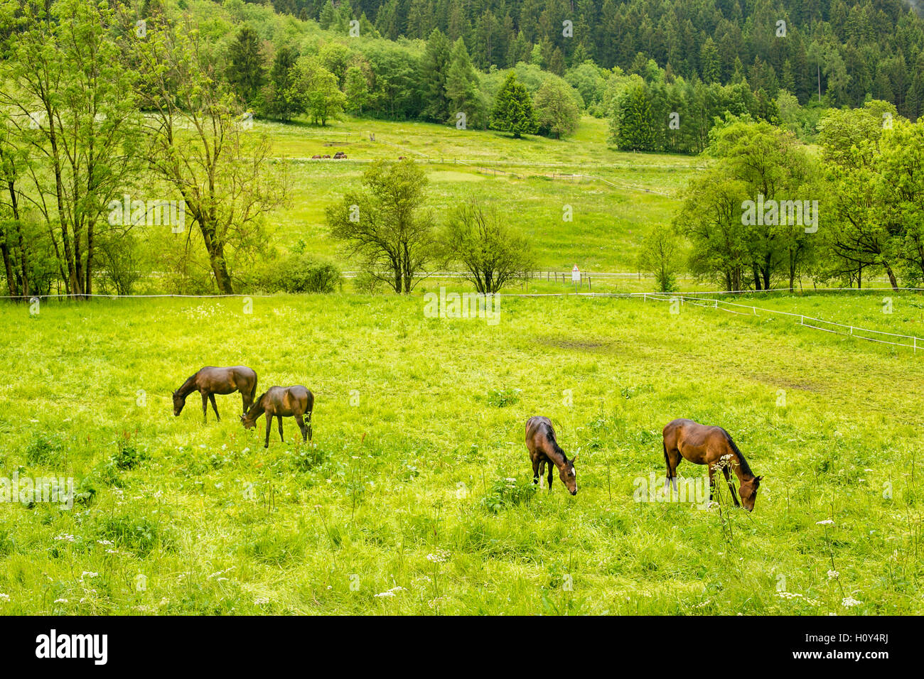 Cavalli al pascolo su un prato Foto Stock