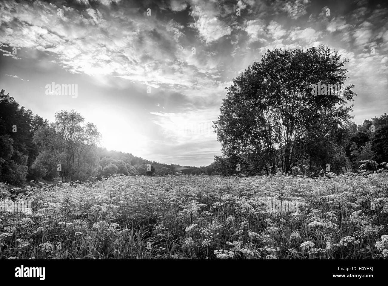 Bianco e nero paesaggio estivo bellissimo tramonto. Foto Stock