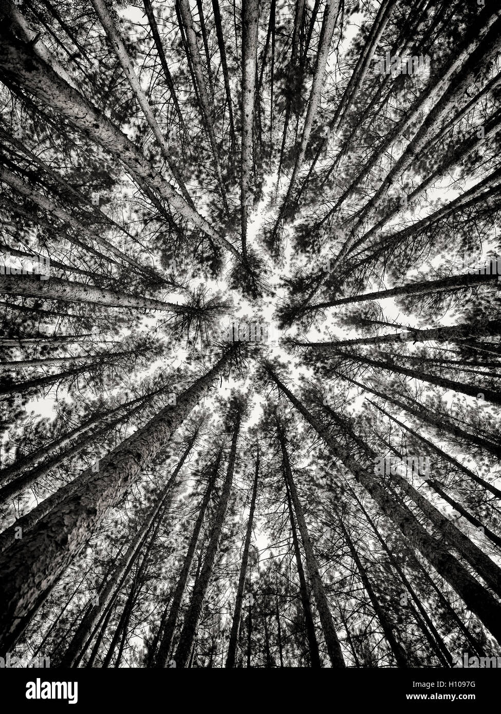 Artistico immagine astratta di Tall Pine Forest tree tops oltre il cielo blu, Muskoka, Ontario, Canada, in bianco e nero Foto Stock