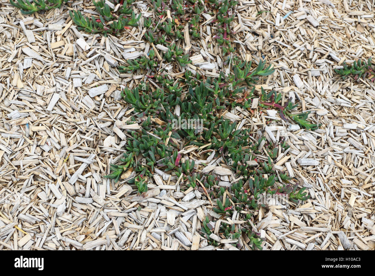 Carpobrotus edulis o noto come impianto di ghiaccio in crescita su terreno Foto Stock